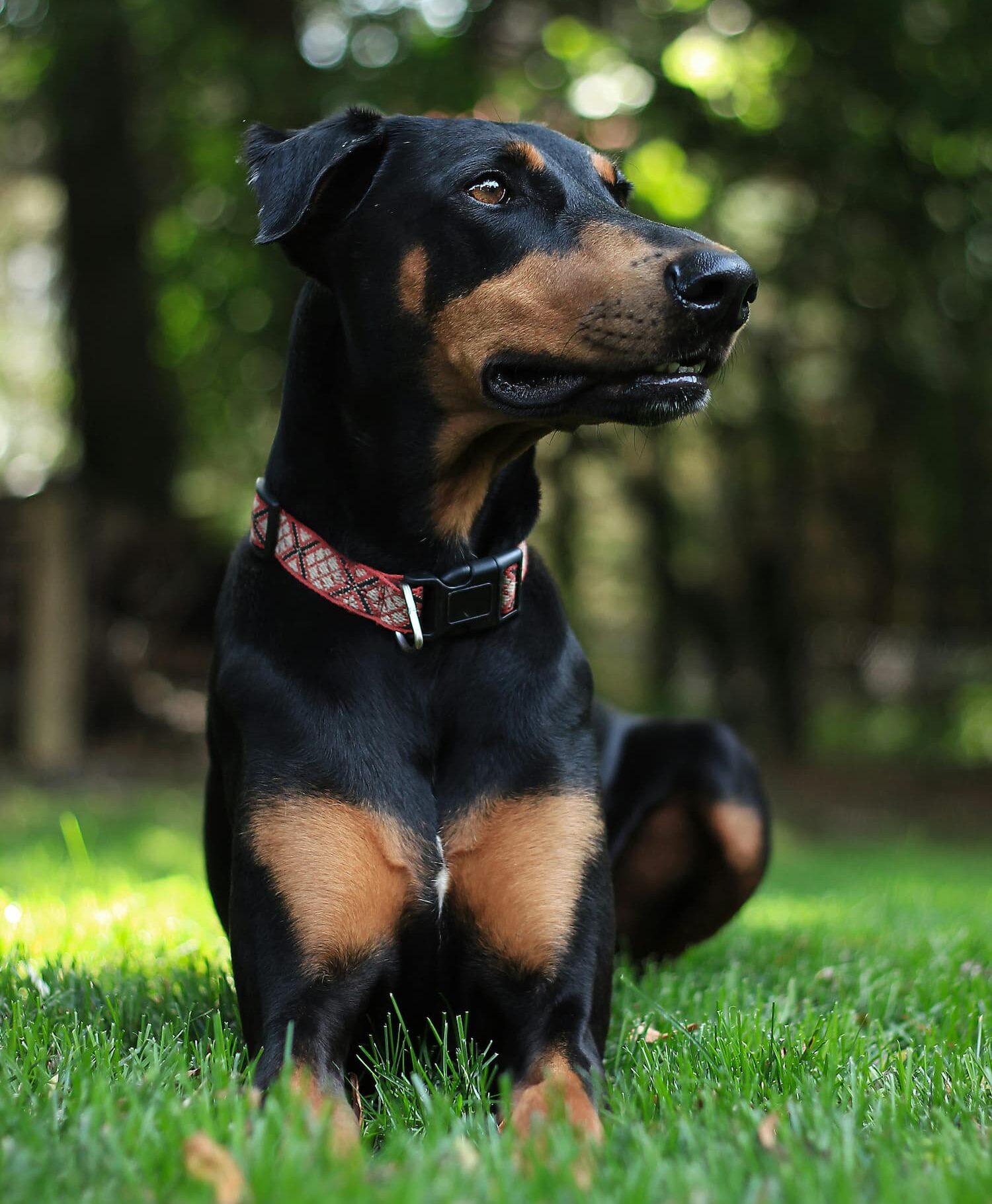 southwestvetclinic